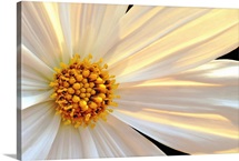 Daisy Detail in Sunlight