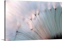 Dandelion Seed Puffs