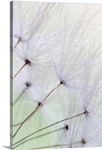 Dandelion Seed Puffs