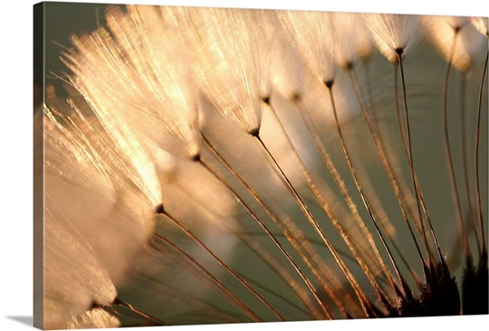 Dandelion Seed Puffs at Sunset