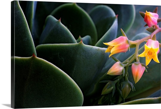 Desert Flower in Cactus Leaves