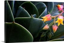 Desert Flower in Cactus Leaves