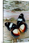Exotic Butterfly on Birch