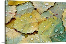 Fallen Turning Leaves after the Rain