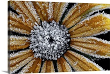 Frost on the Black Eyed Susan
