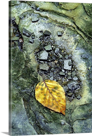 Golden Leaf in Emerald Stream