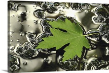 Green Maple Floating on Silver Puddle