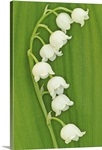 Lily of the Valley on Greenery