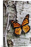 Monarch on Birch