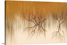 Naked Reflections
