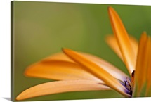 Orange Dahlia Petal Detail
