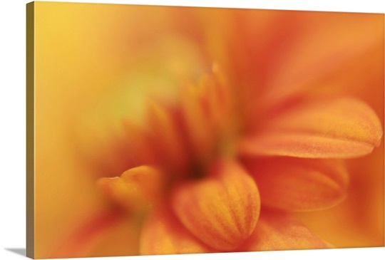 Orange Daisy in Soft Focus
