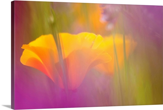 Orange Poppies amidst Lavendar