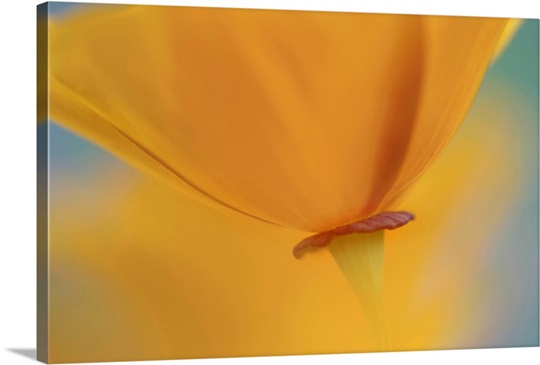 Orange Poppy Detail