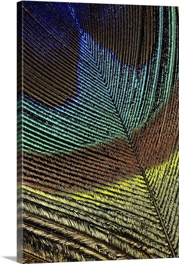 Peacock Feather