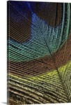 Peacock Feather