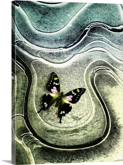 Pink and Green Moth