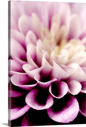 Purple Dahlia Detail