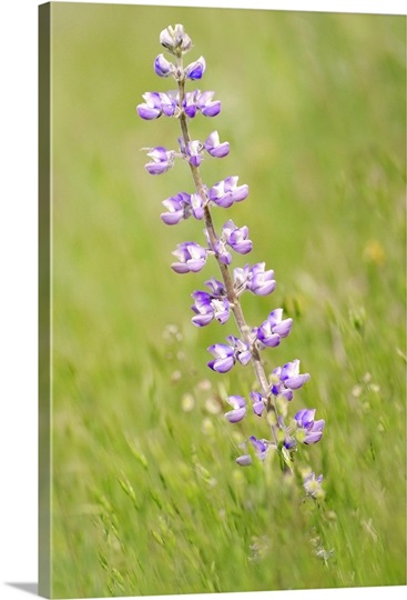 Purple Gorge Flower Amid Field of Green