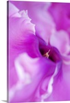 Purple Iris Center
