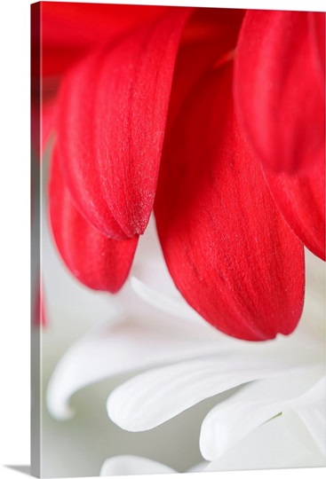 Red Gerbera Petals Detail
