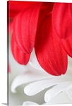 Red Gerbera Petals Detail