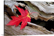 Red Maple Caught in the Mouth of a Log
