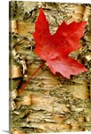 Red Maple on Peeling Birch
