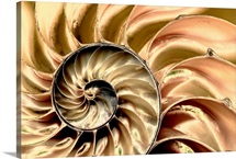 Skeleton Swirl