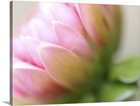 Soft Focus Pink Lotus Flower