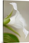 Soft Focus White Lily