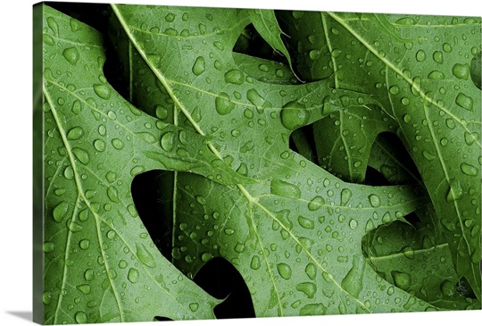 Triplet of Green Maples after Rain