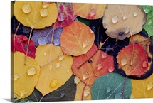 Varitable Bounty of Fall Leaves After Rain