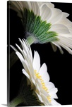 White Gerberas Against Black