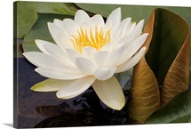 White Waterlily with Green Lilypads