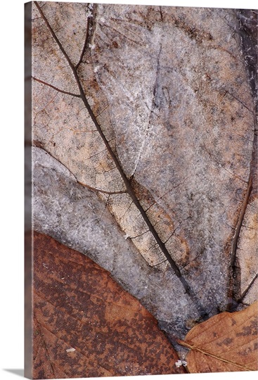Winter Chill on Brown Leaves