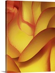 Yellow Rose