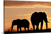 African Elephant (Loxodonta africana) mother and calf silhouetted at sunset, Kenya