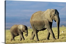 African Elephant (Loxodonta africana) mother leading calf, Kenya
