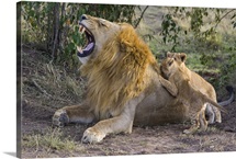 African Lion cubs playing with adult male, Kenya