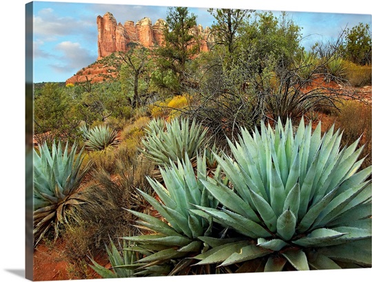 Agave and Coffee Pot Rock near Sedona, Arizona