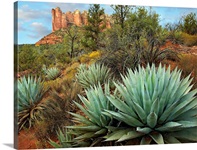 Agave and Coffee Pot Rock near Sedona, Arizona