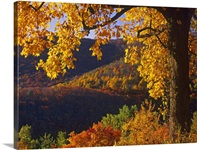 Autumn deciduous forest, Shenandoah National Park, Virginia