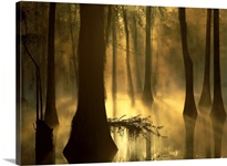 Bald Cypress grove in freshwater swamp at dawn Lake Fausse Pointe Louisiana