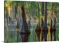 Bald Cypress (Taxodium distichum) swamp, Sam Houston Jones State Park, Louisiana