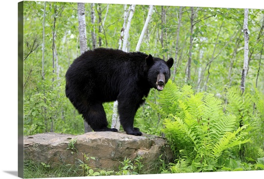 Black Bear (Ursus americanus) adult, standing on rock in woodland, Minnesota
