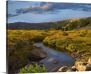 Black Hills landscape showing prairie and Ponderosa Pines (Pinus ponderosa) South Dakota
