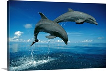 Bottlenose Dolphin (Tursiops truncatus) pair, Caribbean