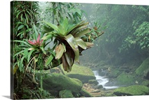 Bromeliads growing along stream in Bocaina National Park Atlantic Forest Brazil