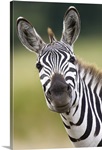 Burchell''s Zebra (Equus burchellii) portrait, Masai Mara, Kenya